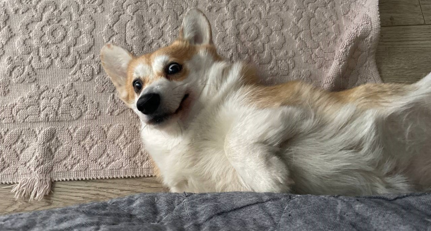    Не грызут мебель и не воняют псиной: три самые аккуратные породы собак - идеальны для квартиры