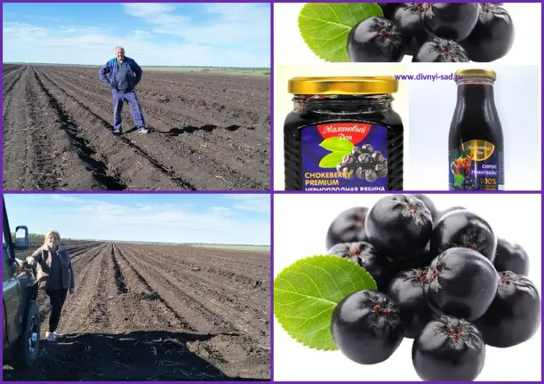 Плантации здоровья: Черноплодная рябина - проект фермеров Дивного Сада(2 часть)