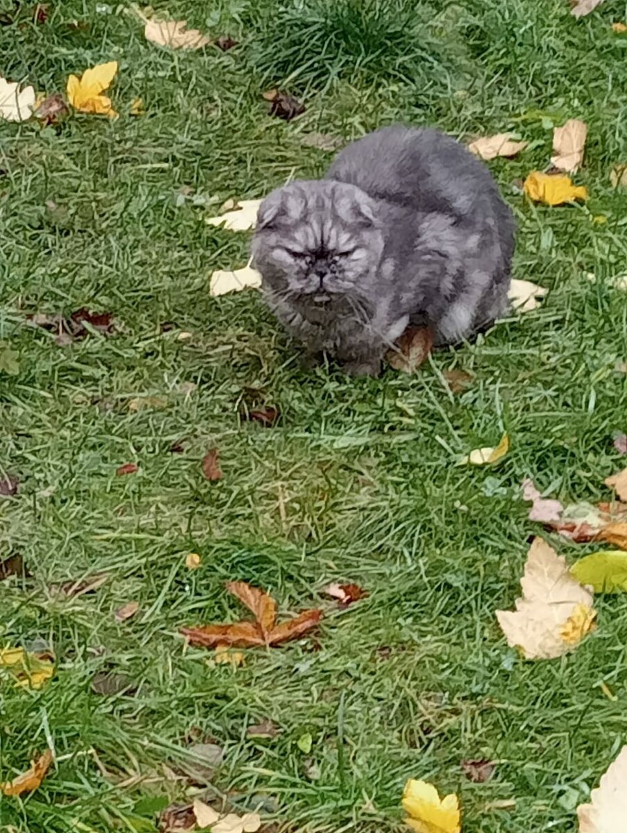 Даже порода не спасает от печальной участи оказаться на улице