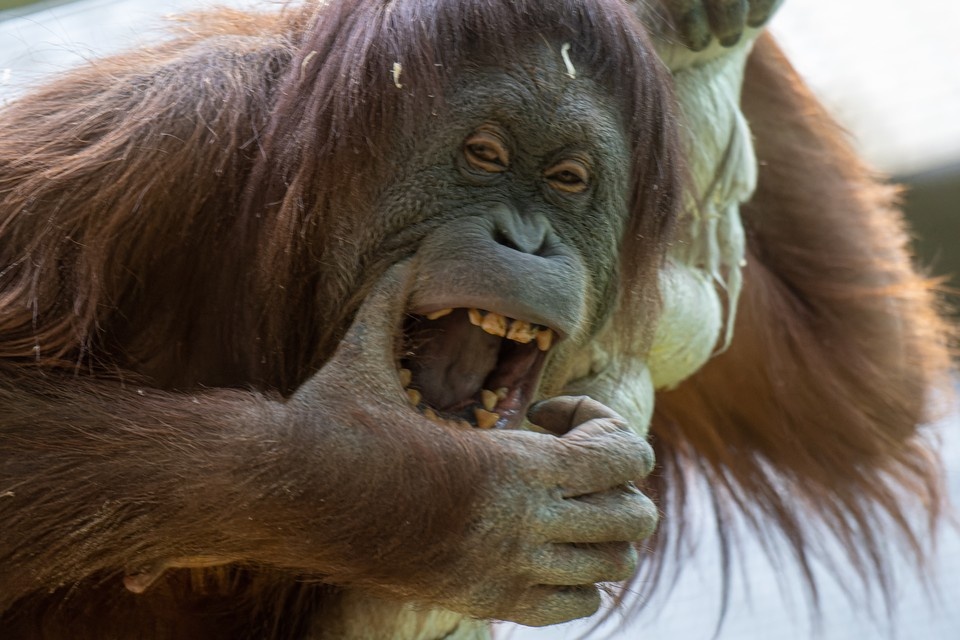    В Миссисипи сбежали из грузовика лабораторные обезьяны-переносчики гепатита С и COVID Михаил ФРОЛОВ