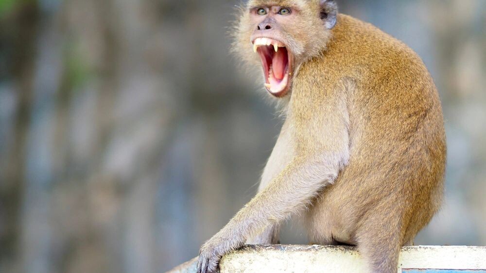    Фото: FrameFemme/Shutterstock/Fotodom