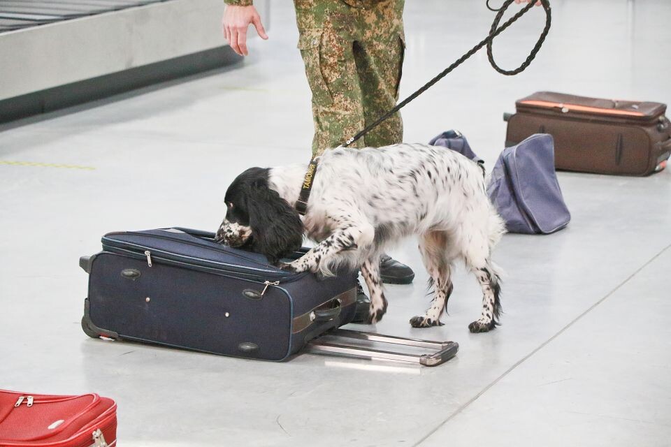    Собака и чемодан. Досмотр багажа. Источник: Олег Укладов