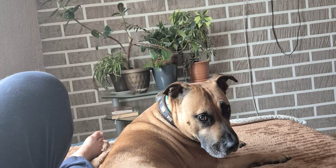 "Помогите ради Бога" Тяжело больная хозяйка Питбуля Толика написала мне письмо