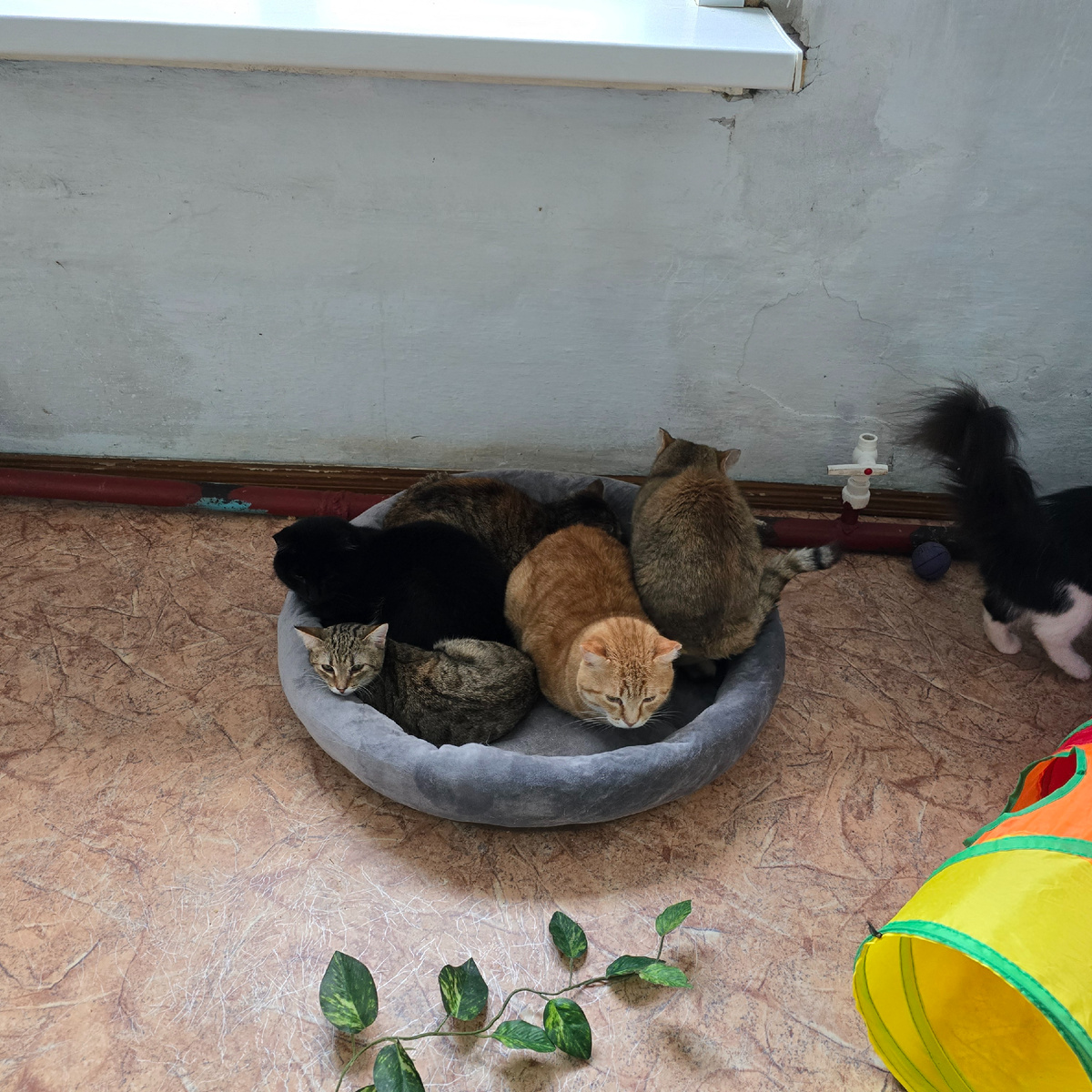 коты прижались друг к другу спасаясь от одиночества