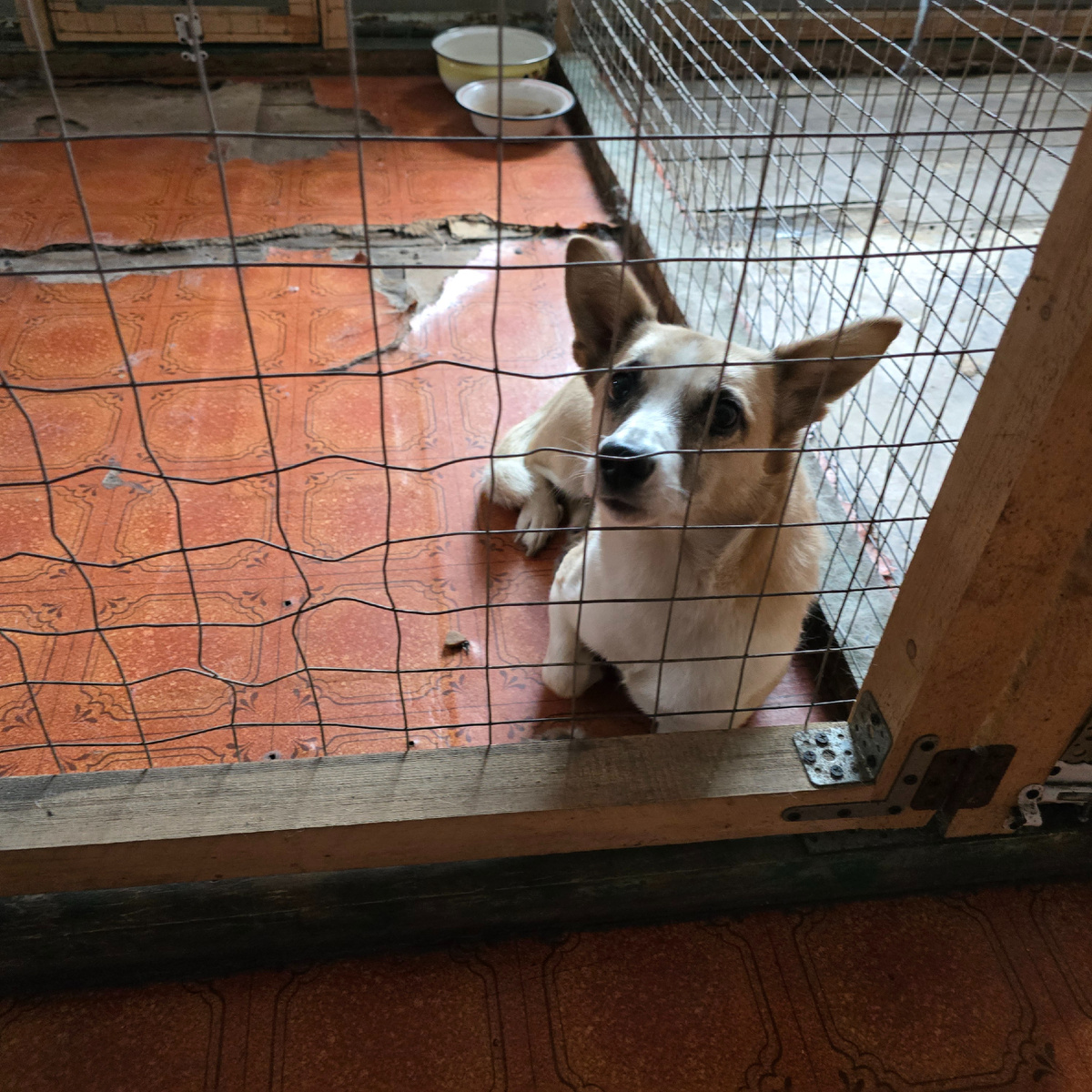 собака смотрит сквозь решетку с надеждой в глазах