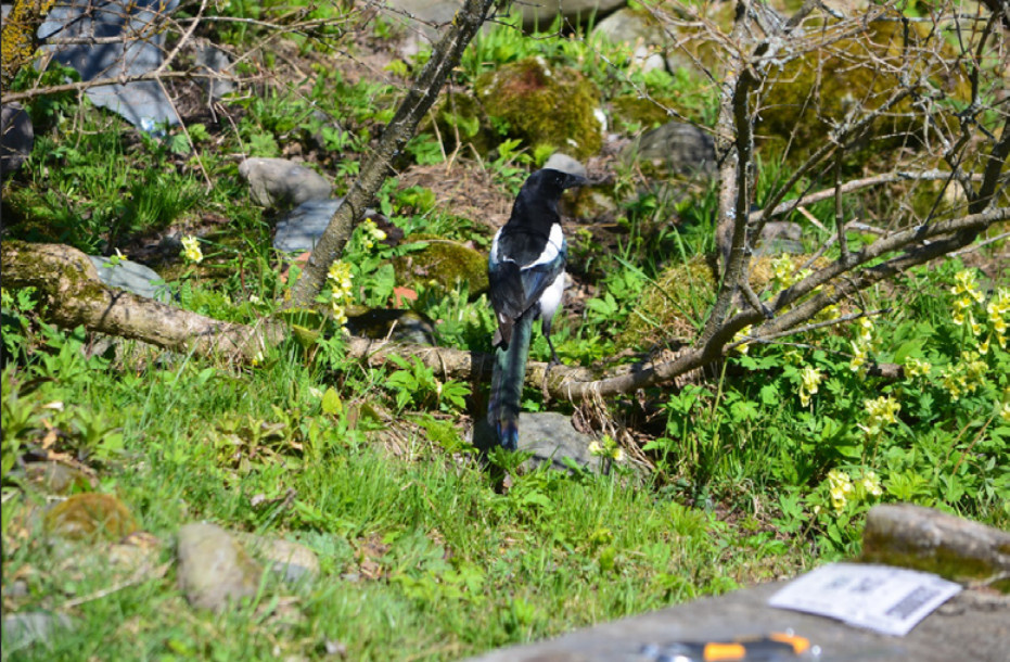 Подвид сороки P. p. hemileucoptera в с. Яйлю. Фото О. Б. Митрофанова. 