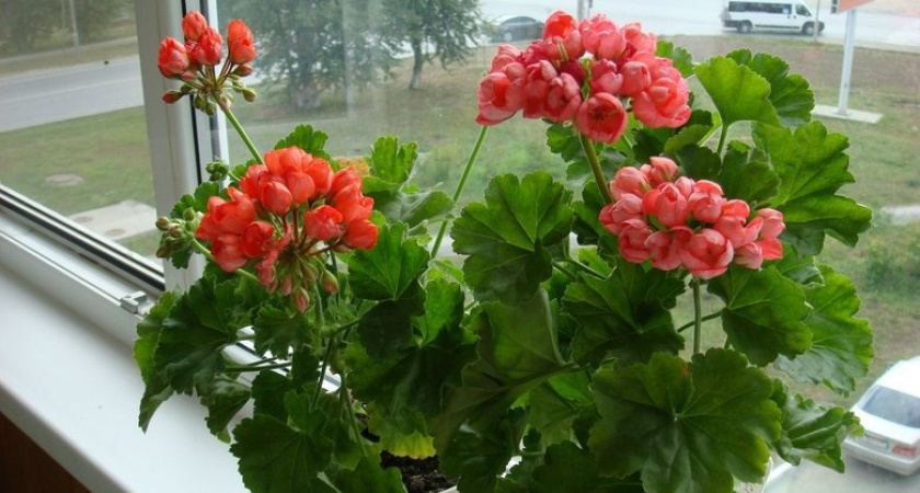    Этот распространенный домашний цветок отравляет жизнь и приносит в дом несчастья