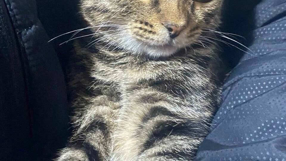 ПРОПАЛ КОТ (котенок), пожалуйста помогите найти! Вознаграждение гарантируется