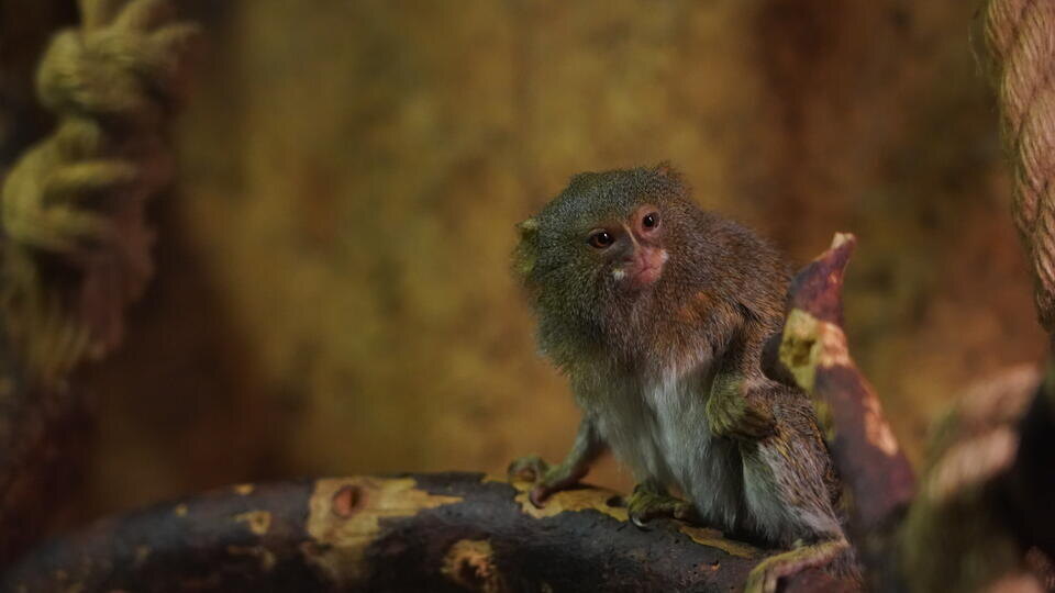     Зараженные гепатитом и коронавирусом обезьяны сбежали после аварии в США ИЗВЕСТИЯ/Павел Бедняков