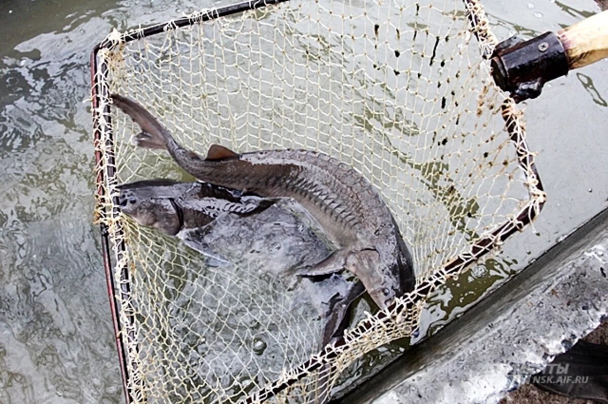    В Омской области браконьеры наловили стерляди и осетров на 4 млн рублей