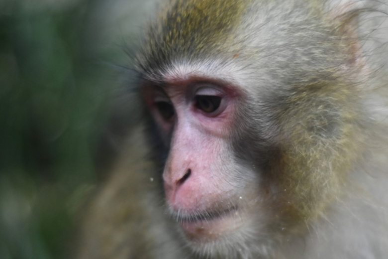    Carlos Tischler/ Eyepix Group/Global Look Press