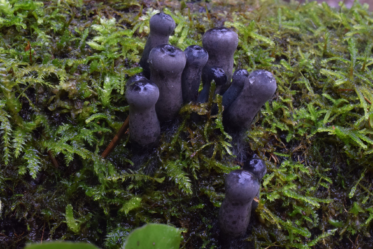 7 ноября, Лужский район Лен. области. Фото От Dmitry Qwerty
Неожиданная находка - урнула бокаловидная (Urnula craterium). Считал её весенним видом, хоть и находил пару лет в январские оттепели. Но в начале ноября сильно удивился. И ведь погода вполне осенняя, заморозки были лишь пару дней и давным-давно.