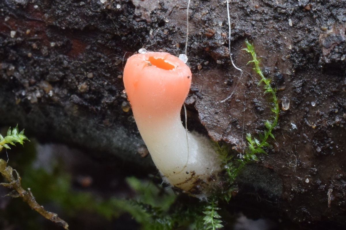 25 октября Волосовский район Ленобласти. Фото от Dmitry Qwerty
