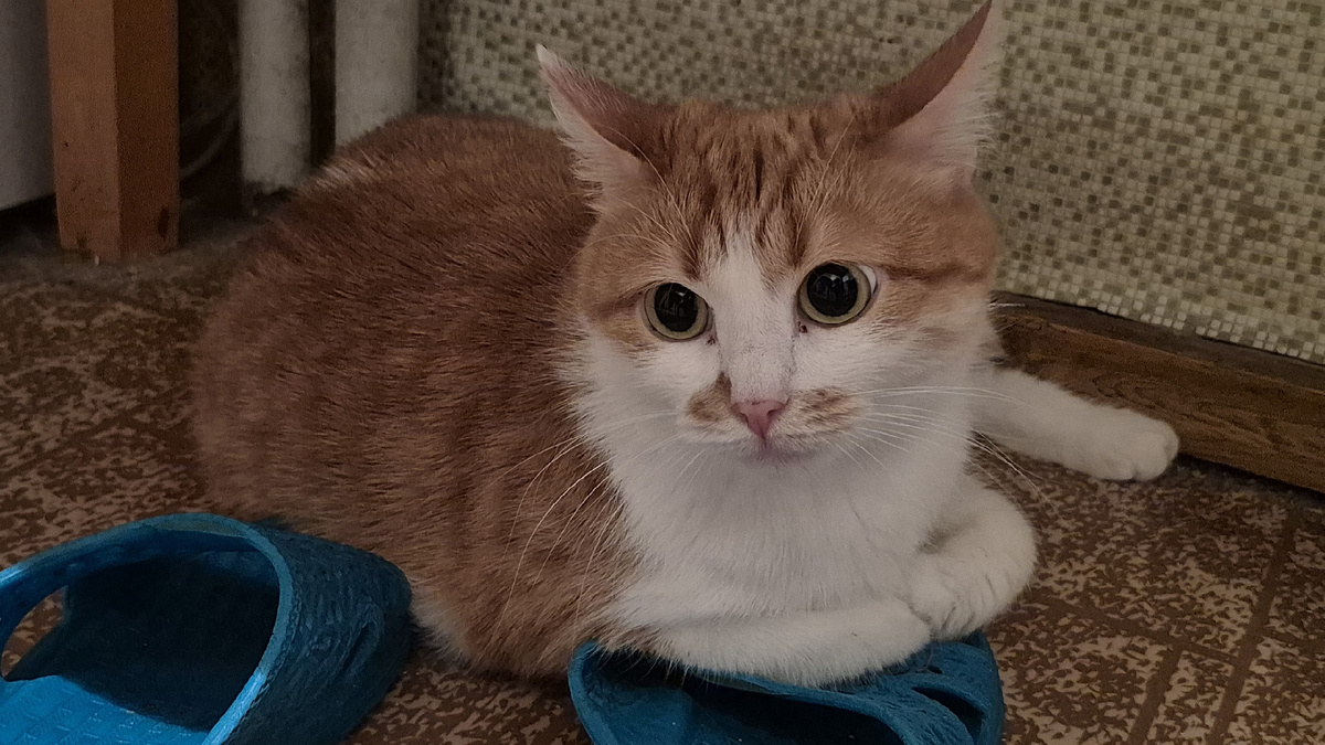 Оля говорит, что моя кошь - как мем