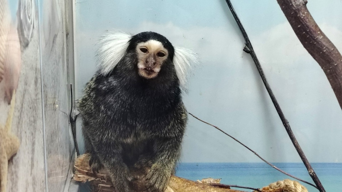    Маленький прыгун в большом мире: в мини-зоопарке Советского района появился игрунок Макарушка