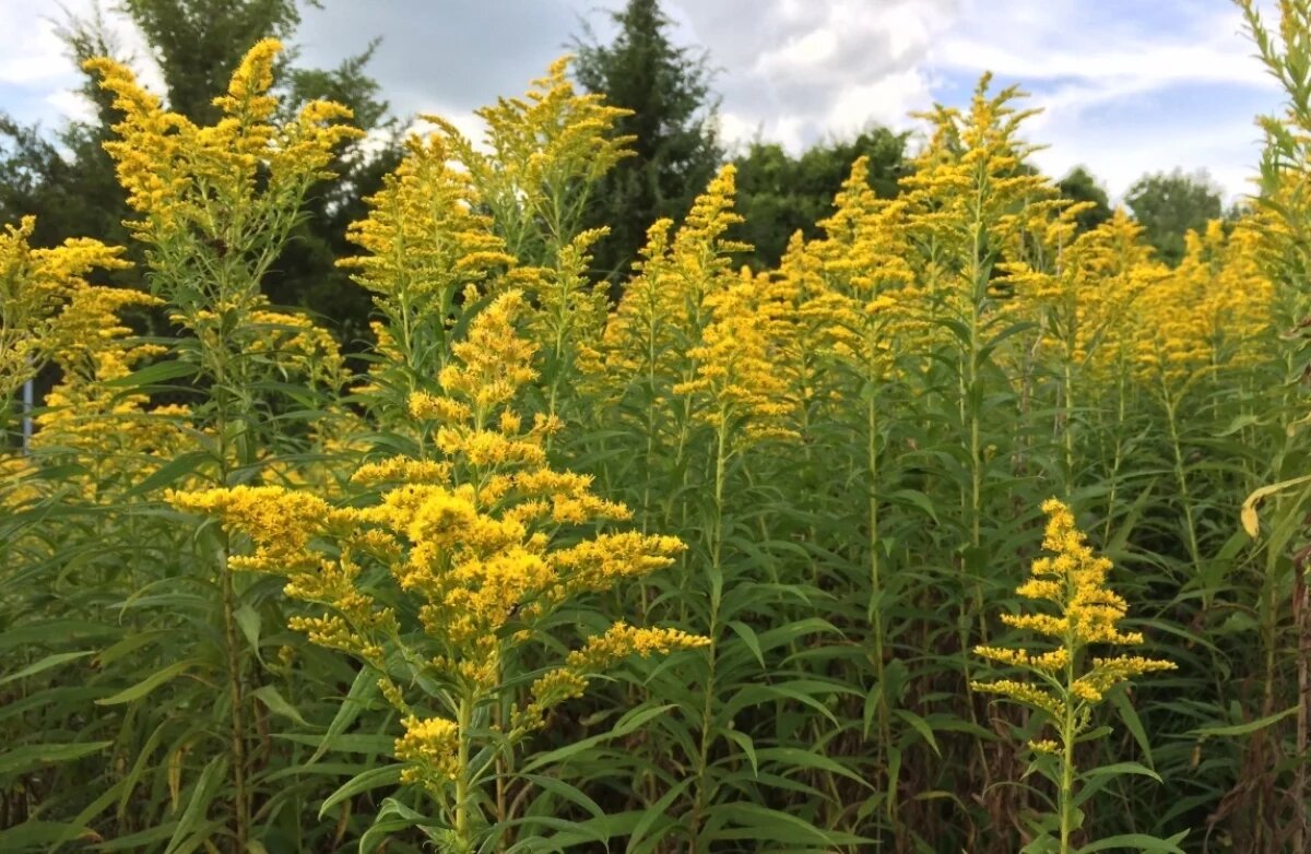    В Хабаровском крае установлена карантинная зона из-за амброзии