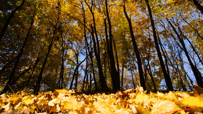    Фото: ИЗВЕСТИЯ/Артем Рамазани-Зубов; 5-tv.ru
