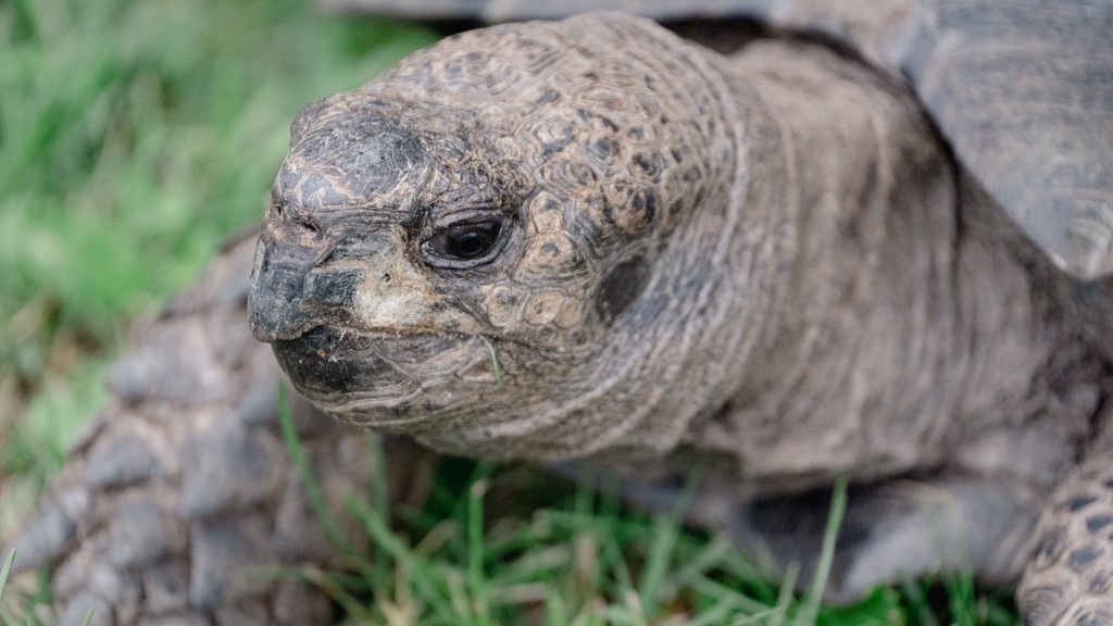    Фото © flickr.com / Mark Baylor