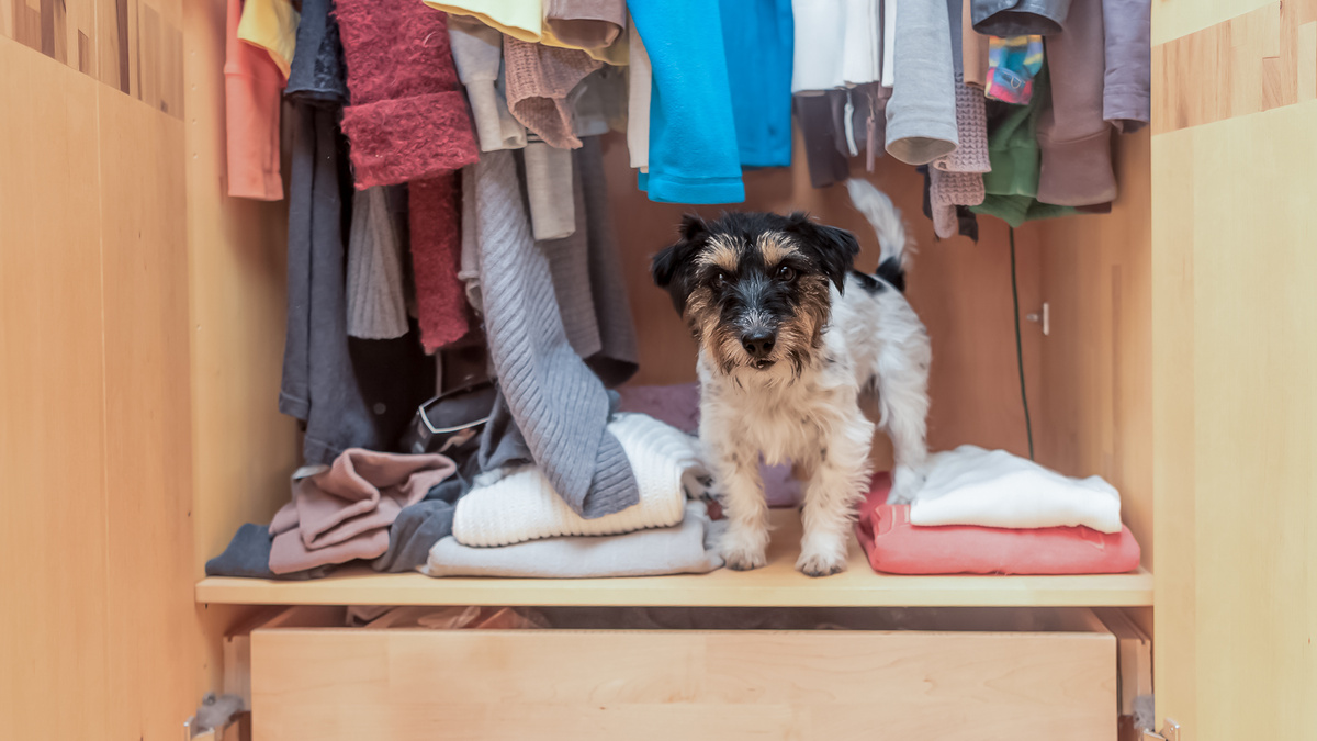 Когда собака оккупирует шкаф и рычит на окружающих, она скорее всего готовится к рождению щенков. Войдите в её положение. Фото K_Thalhofer/iStock