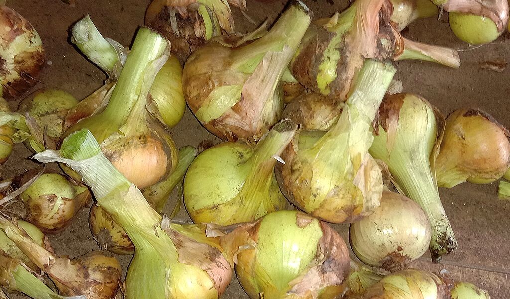 Урожай лука, крупные головки.