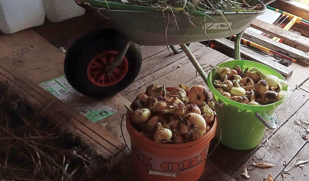 Урожай лука, высушен и обрезан.