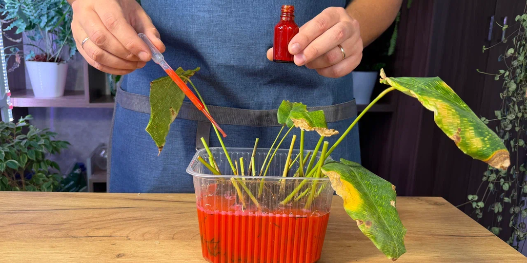 На грани: как оживить растение после гнили корней. Реанимация от А до Я