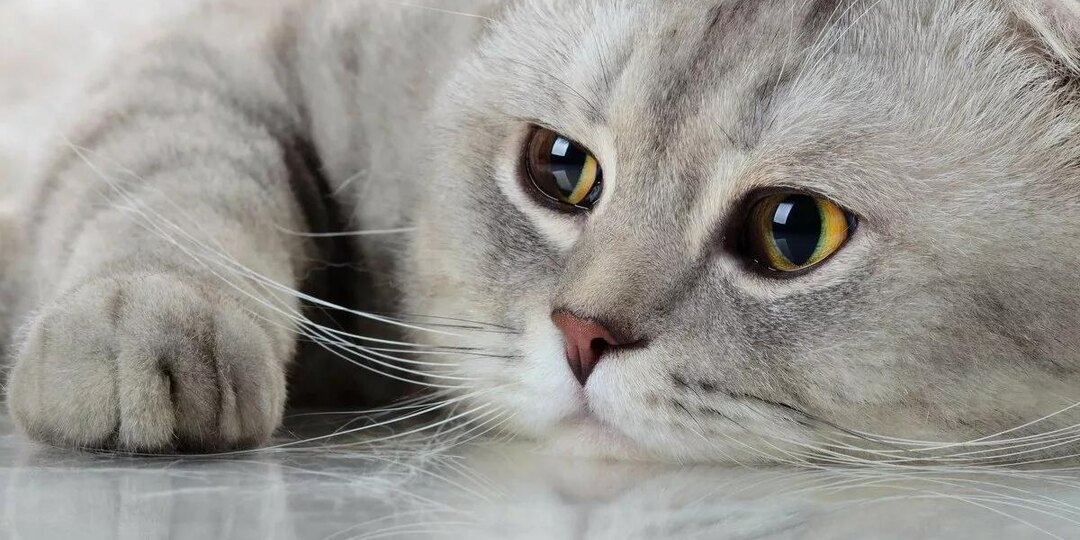 Может ли кошка грустить? Что говорят исследования