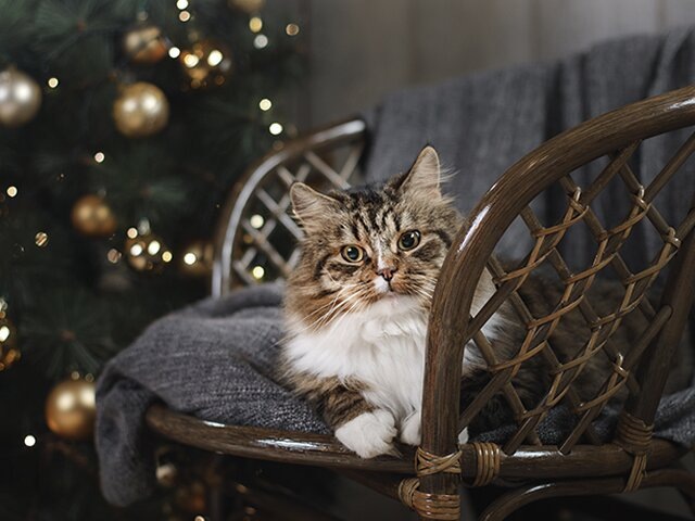    Фото: depositphotos/averyanova