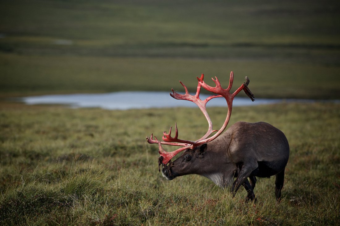 Каждый изгиб и отросток на этих рогах — это история одного года жизни, здоровья и силы.