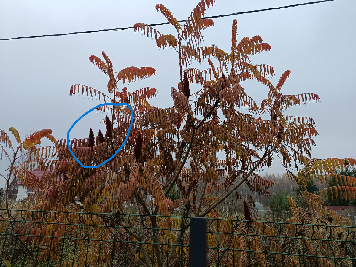 сумах - конец октября