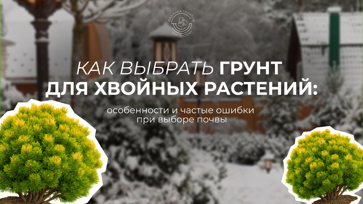 Как выбрать грунт для хвойных