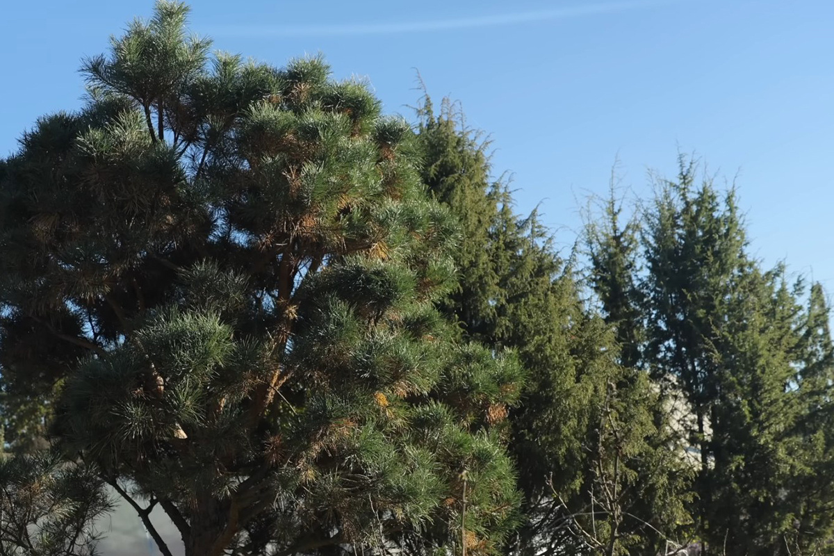 Скриншот видео