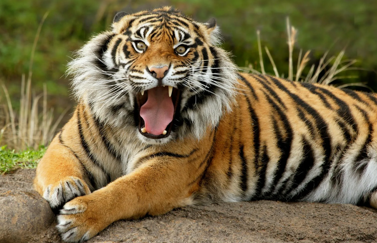 На нашем Ютуб канале Планета Земля есть большое видео про Тигров. Все ссылкии в описании канала на Дзен