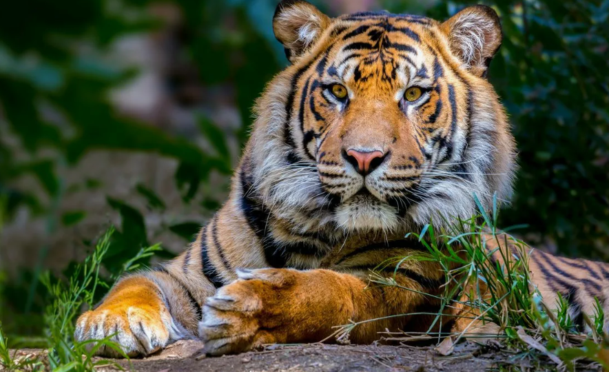 Тигр: Воплощение Силы, Тишины и Древнего Величия