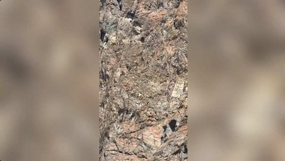    Козероги на крутых горных уступах. Источник: Марина Хамутова / t.me/sailugem