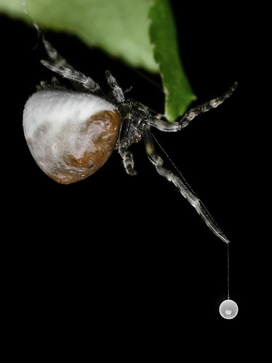 Настоящий ковбой Дикого Запада: паук-болас на ночной охоте.