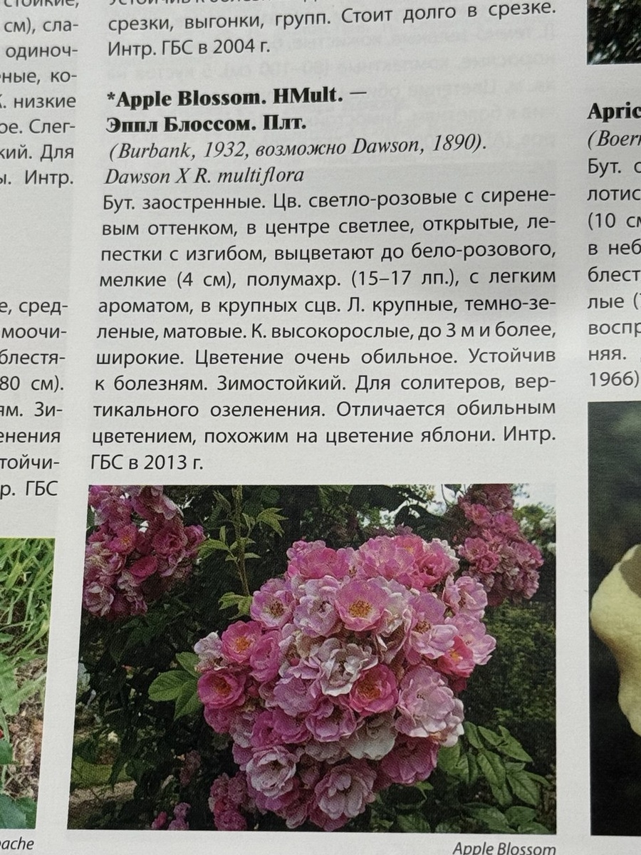 Фото из каталога