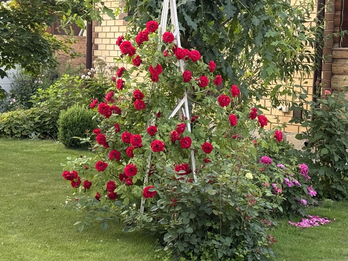 Плетистая роза в моем саду