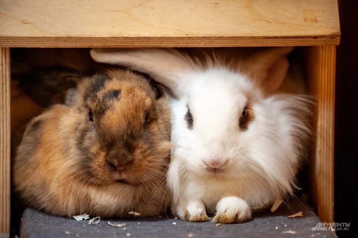    В поселке Новоселезнево введены ограничения из-за карантина по бешенству