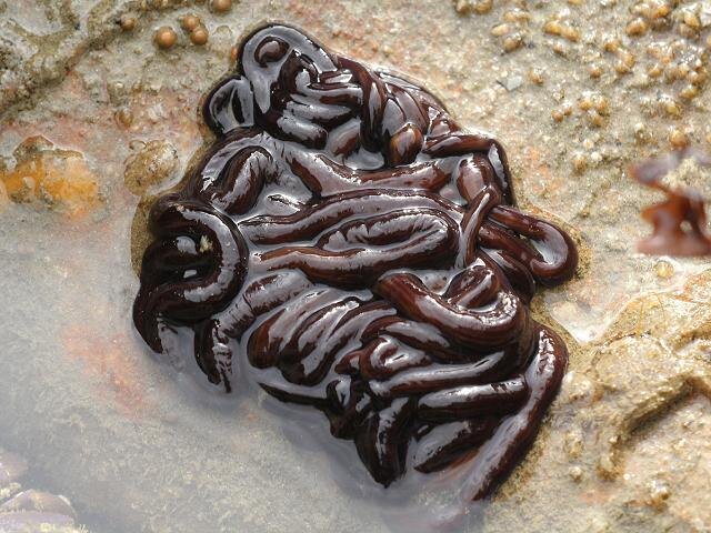 Самое длинное животное на планете — не синий кит, а этот 55-метровый червь!