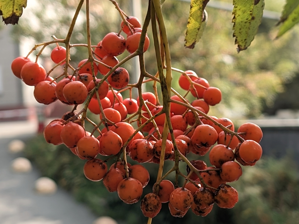 Плоды рябины в сквере у театра имени М. Горького