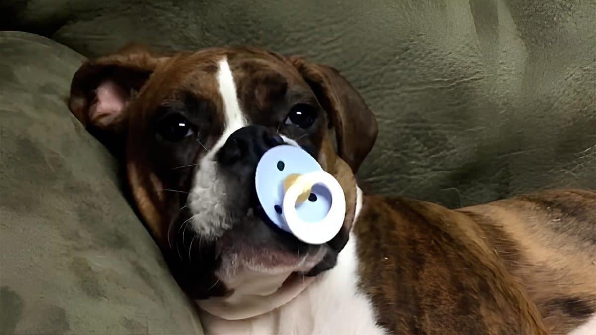    Забота о здоровье домашних животных может приносить им больше страданий, чем пользы / © Автор неизвестен, «Первый канал»