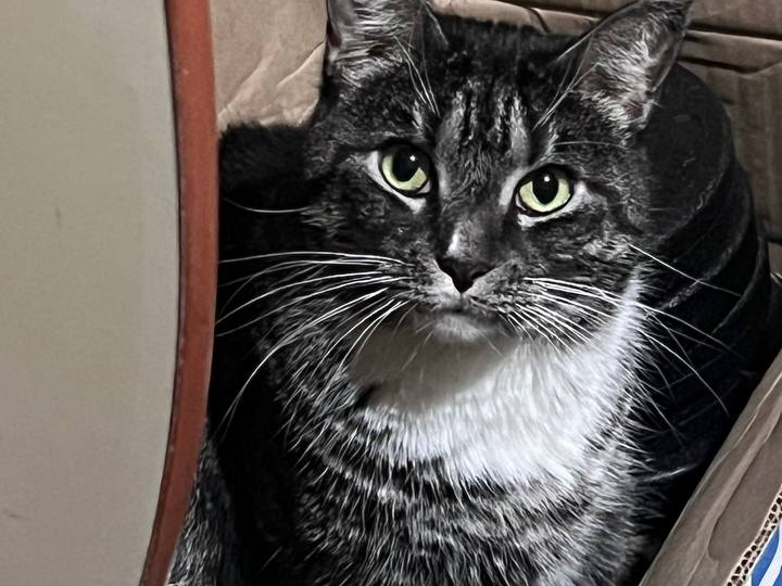 Как я перевозила кошку в другую страну: документы, перевозка, стресс