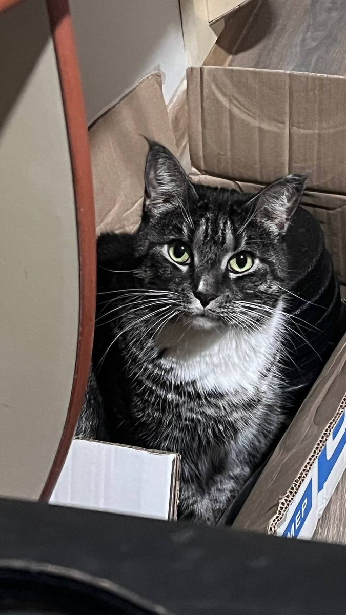 Моя кошка - Матильда