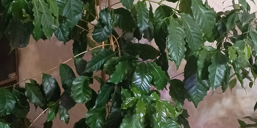 Моя сестра Оля. Прошу вас о помощи — помогите ей жить, она так хочет дождаться внуков