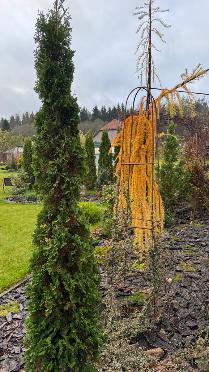 Слева Туя Дегрут Спайр