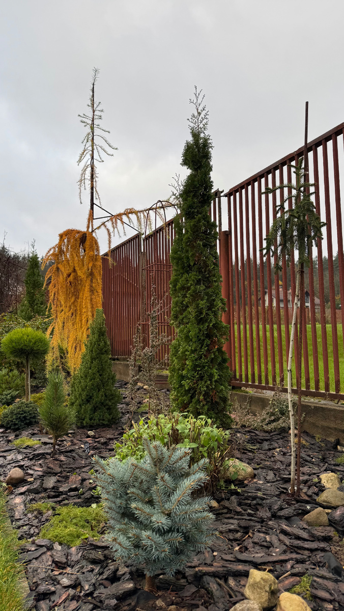 Туя Дегрут Спайр