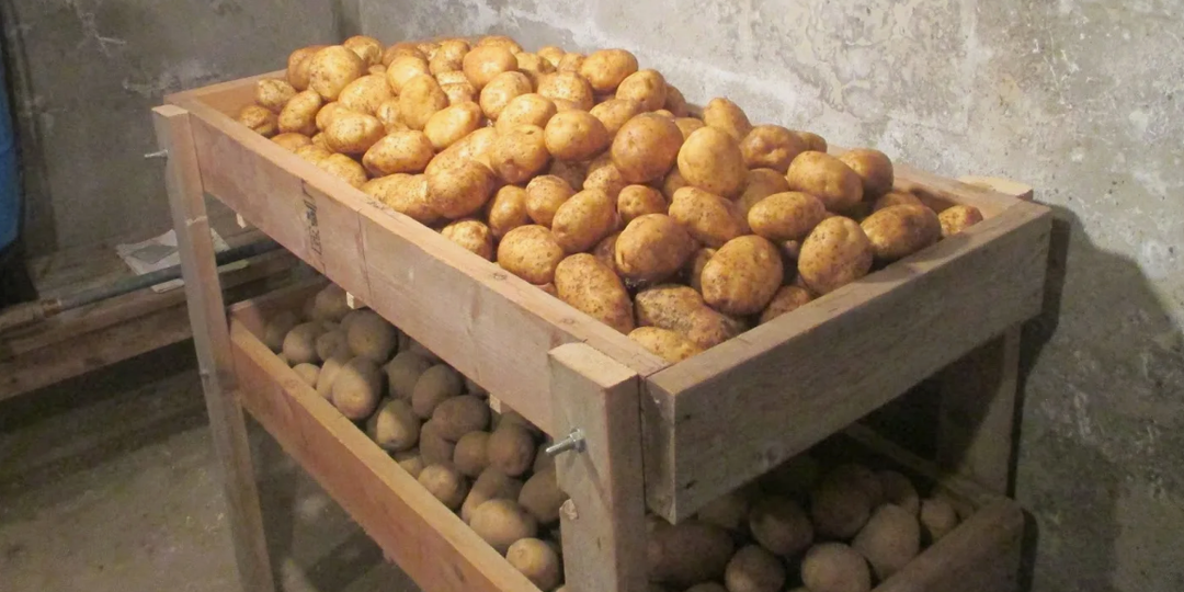Все удивляются, как у меня картошка не портится всю зиму — делюсь уральским секретом