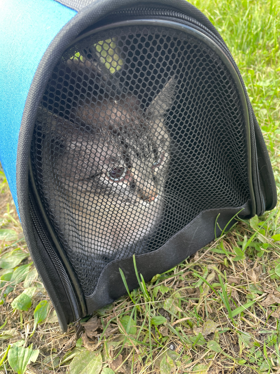 Меня забрали из приюта. Что меня ждёт впереди? Неизвестно! 