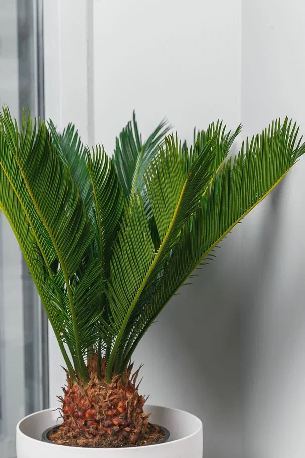 Особенности ухода за цикасом